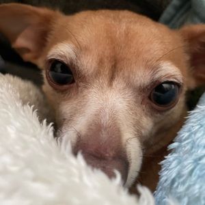 Meet your Posher, Gerardo